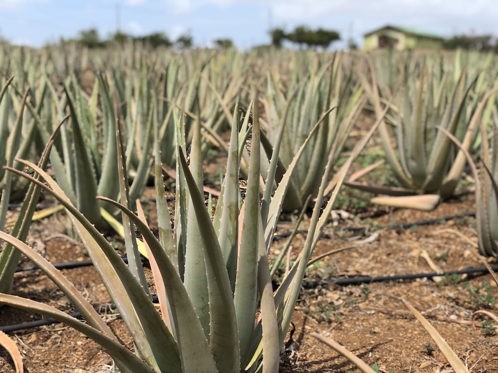 CurAloe-plantation-Curaçao