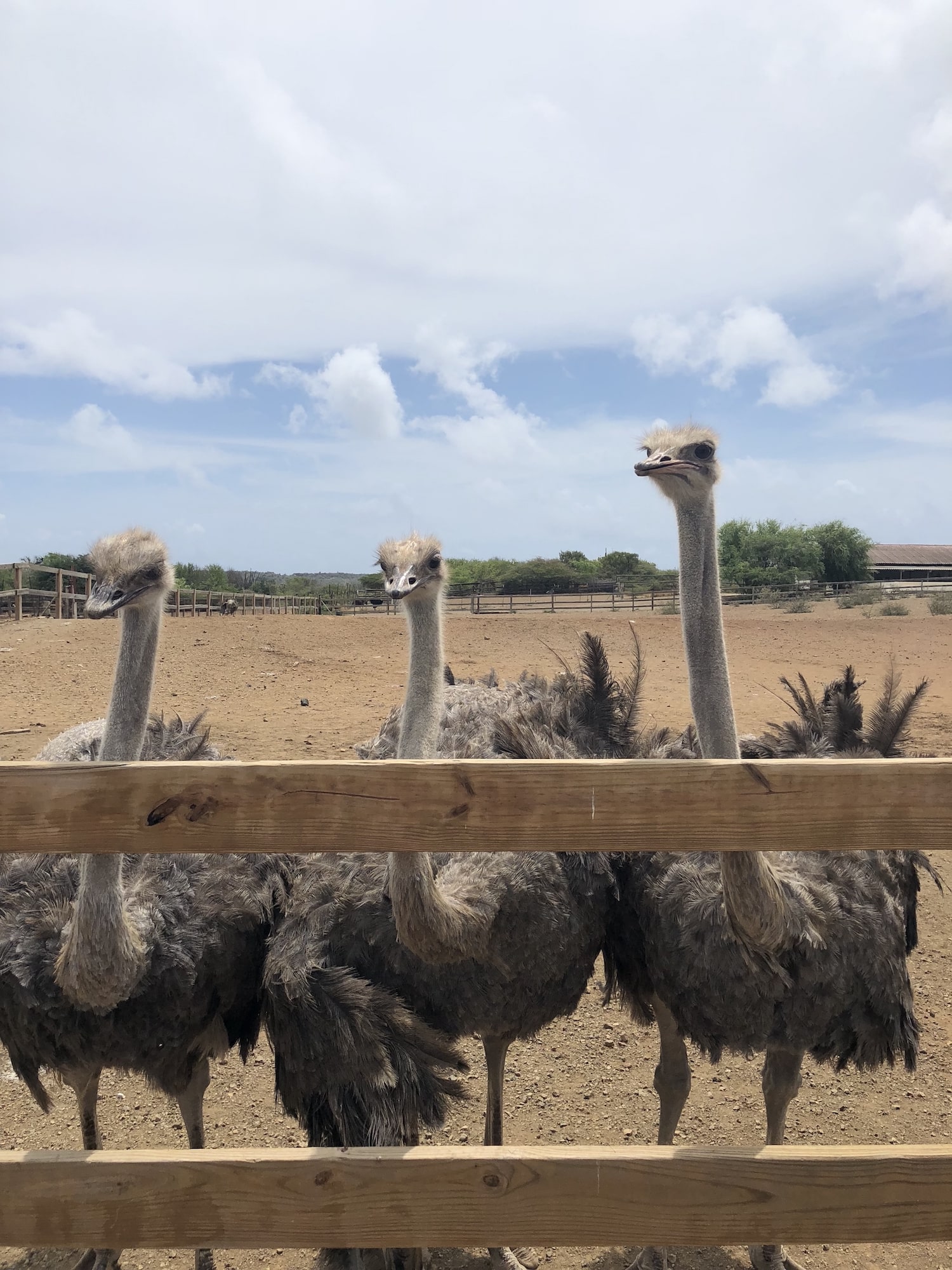 Curaçao-Ostrich-Farm