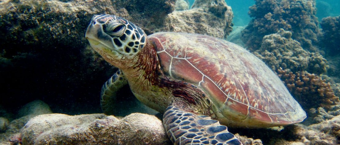 green-turtle-nevis