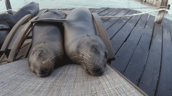 seals-sleeping-beach-chair