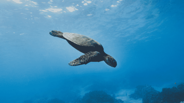 sea-turtle-swimming-underwater