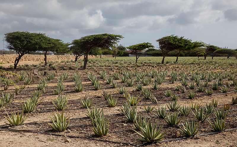 aruba-aloe-field