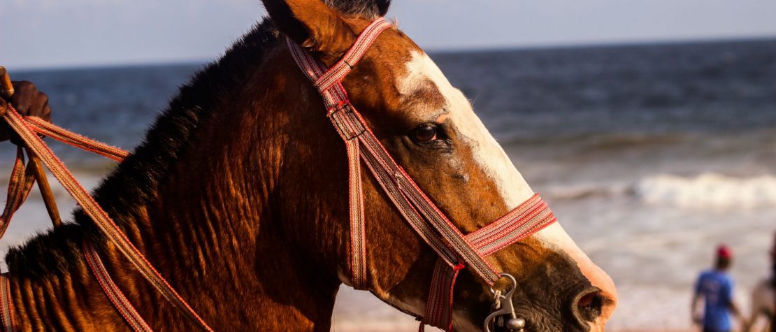 brown-horse-on-beach