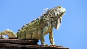 iguana-curaca