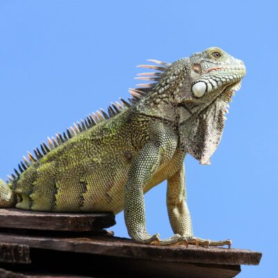 Unusual Foods to Try in Curaçao