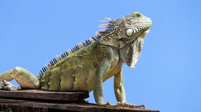 iguana-curaca