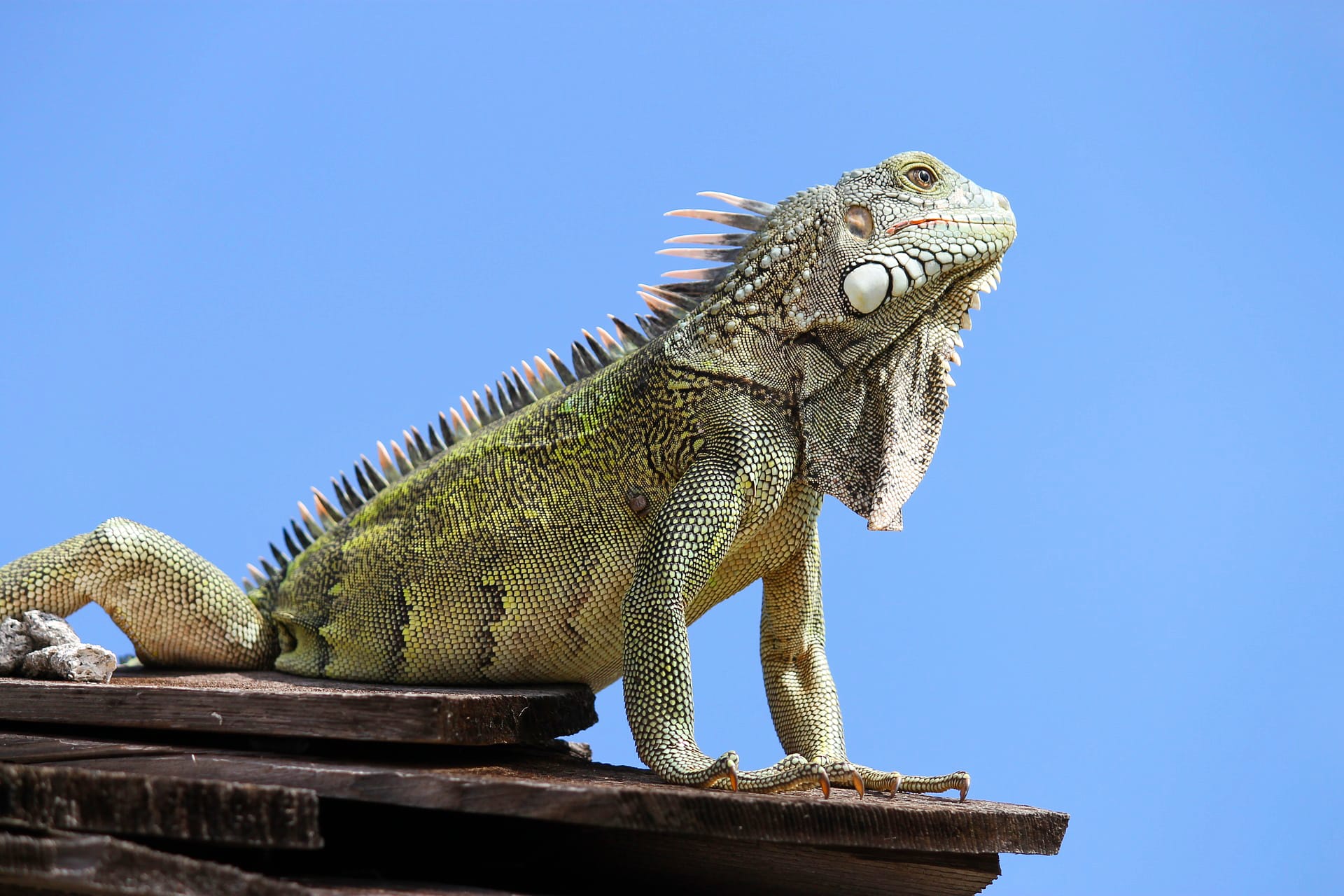 Unusual Foods to Try in Curaçao