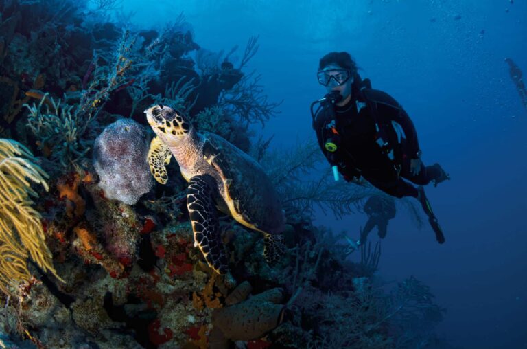 scuba-diver-sea-turtle-reef