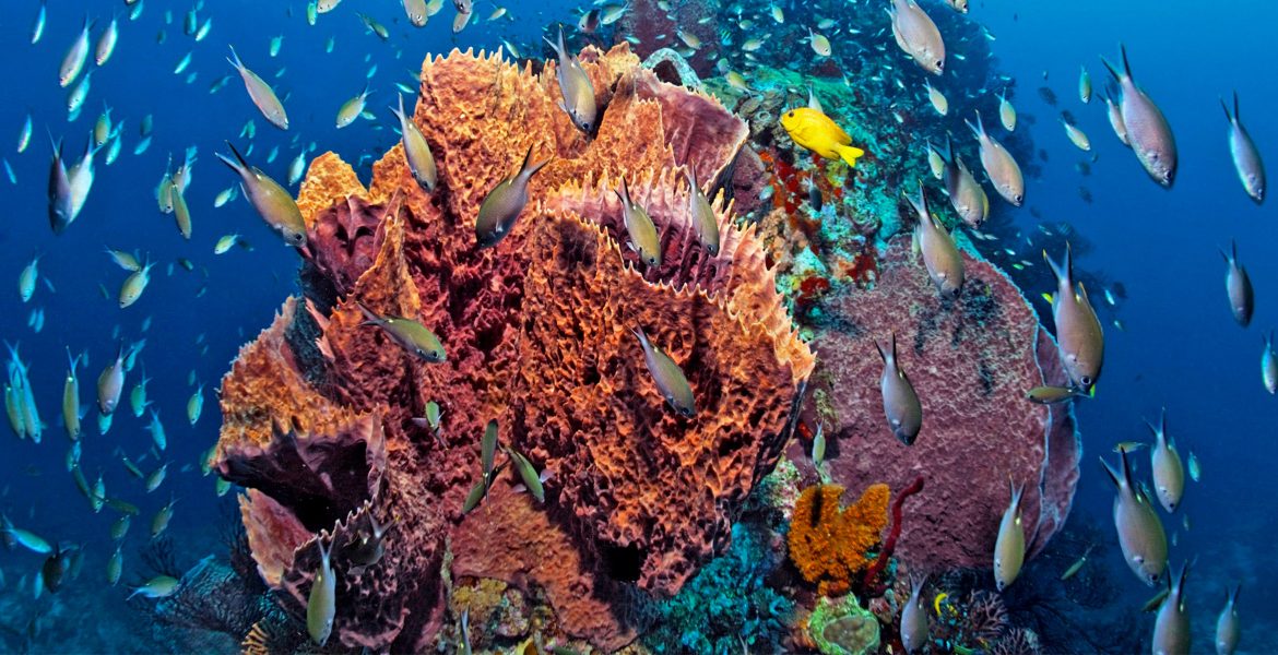 colorful-underwater-coral-reef