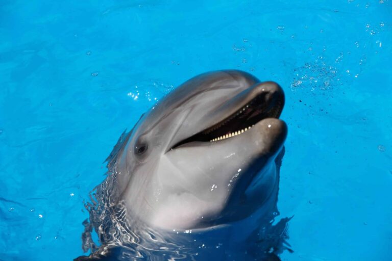 dolphin-blue-water