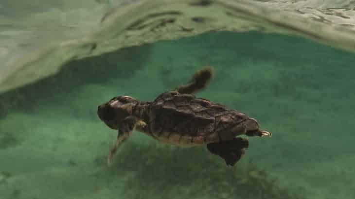 baby-sea-turtle-swimming-green-water