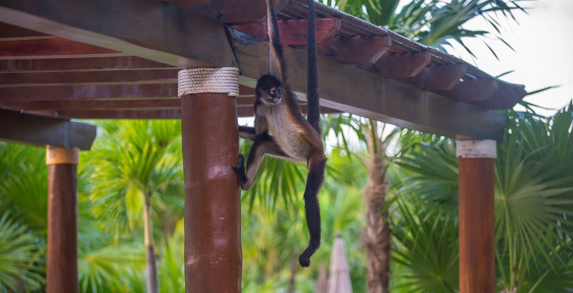 monkey-hanging-on-roof-green-jungle