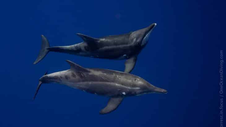 two-rough-toothed-dolphins-surrounded-by-deep-blue