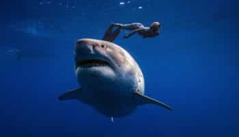 woman-swimming-over-great-white-shark