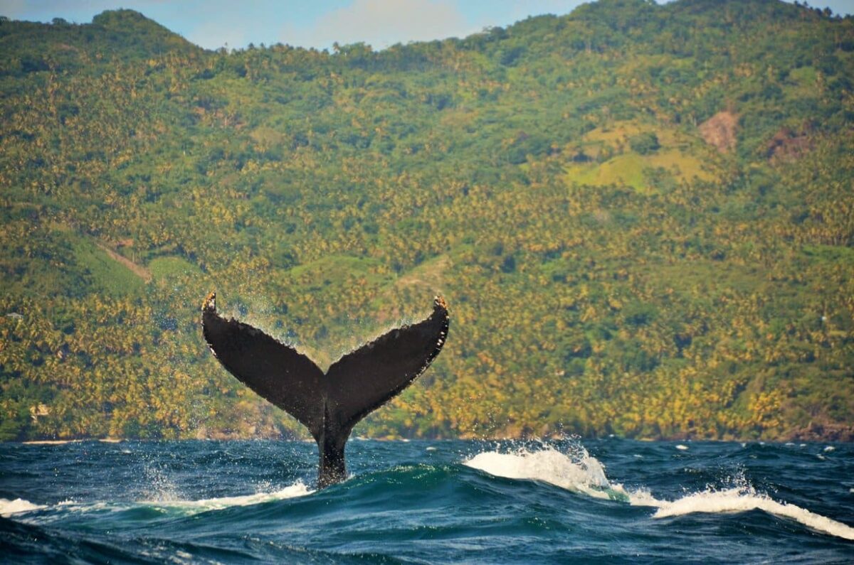 humpback-whale-tail=samana=bay-dr