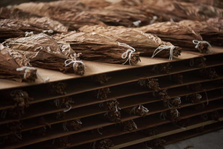 cigar-production-stage