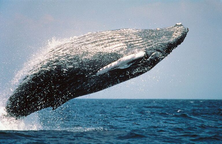 go-whale-watching-in-puerto-vallarta