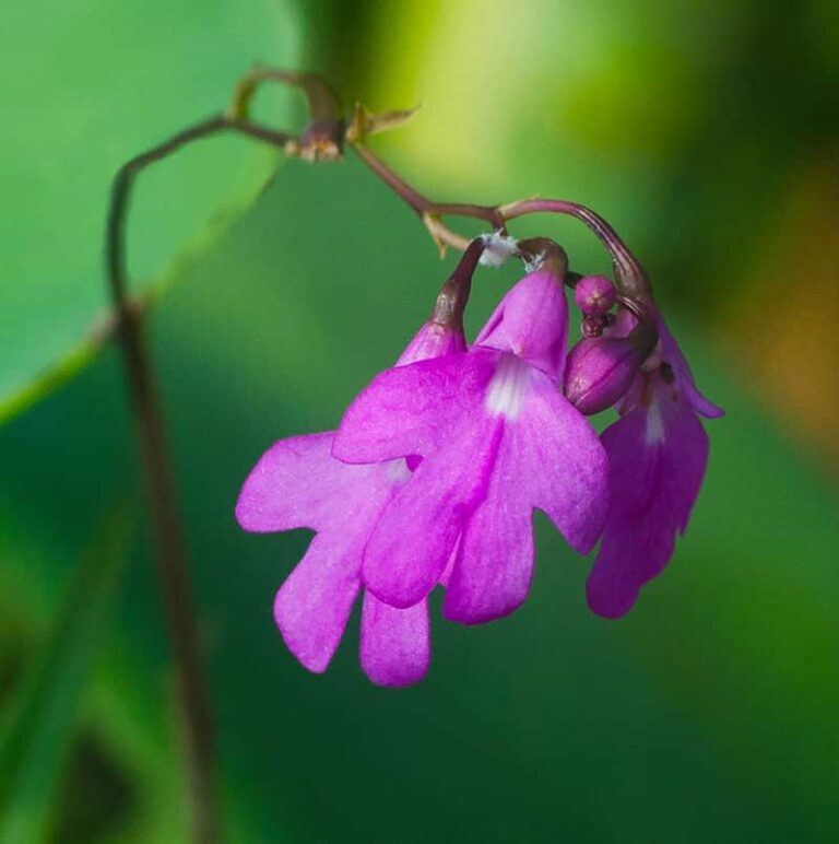 visit-vallarta-botanical-gardens-with-kids-on-vacation