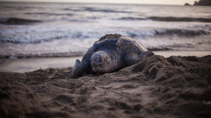 leatherback-turtle-grand-riviere-beach-trinidad-tobago