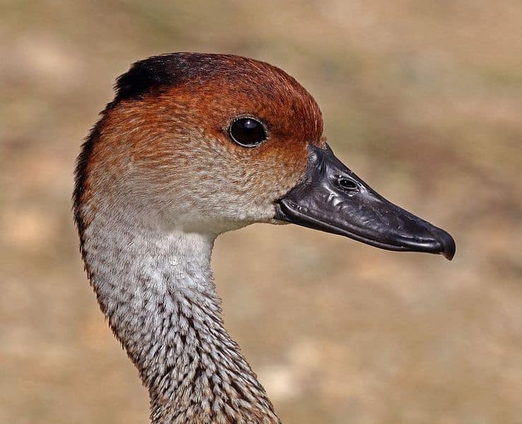 go-bird-watching-cayman-islands-vacation-things-to-do-with-kids