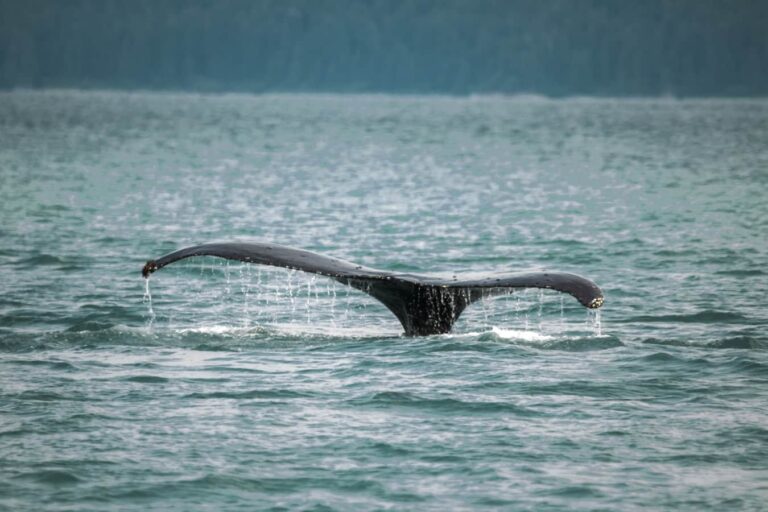 romantic-date-whale-watching-puerto-vallarta-mexico