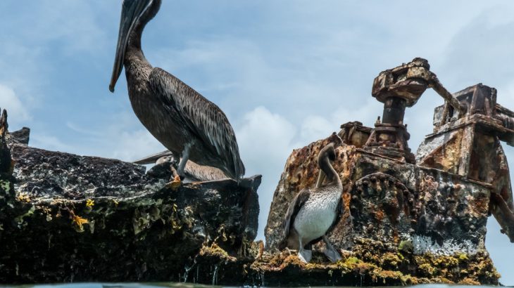 pelican-aruba-beach-vacation-caribbean
