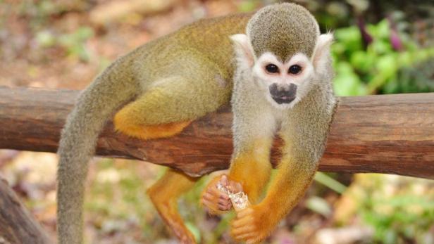 Monkey jungle dominican republic.