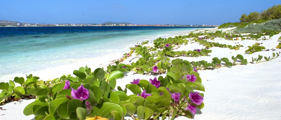 White beach in Bonaire with beautiful purple and green flowers growing along sand and blue ocean in the background