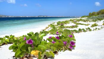 White beach in Bonaire with beautiful purple and green flowers growing along sand and blue ocean in the background