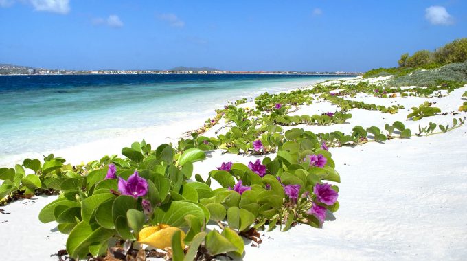 White beach in Bonaire with beautiful purple and green flowers growing along sand and blue ocean in the background