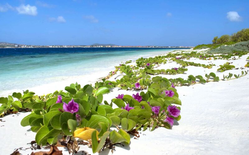 White beach in Bonaire with beautiful purple and green flowers growing along sand and blue ocean in the background