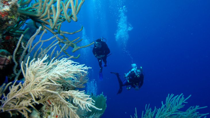 Diving into the Grand Turk Wall and past coral reefs in Grand Turk Turks and Caicos