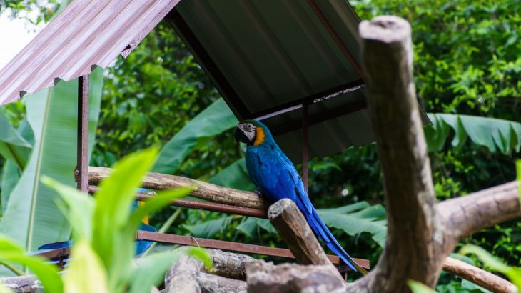 A blue Macaw bird sitting on a branch underneath a tin roof in Adastra Zoo in Nassau, Bahamas