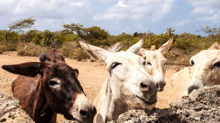 four donkeys on a dirt road