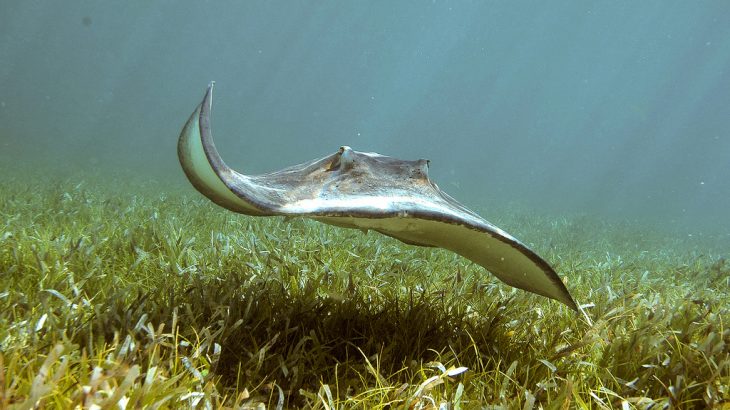 Stingrays skimming the bottom of the shallow waters at Gibbs Cay, near Grand Turk, Turks and Caicos