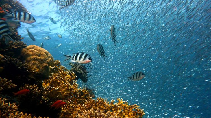 underwater-fish-coral-places-to-visit-cuba