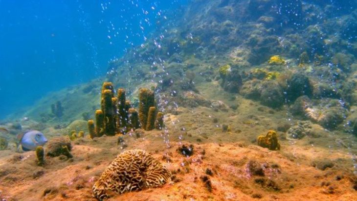 bubbles at the champagne reef, Dominica