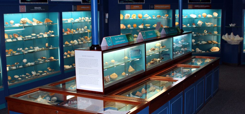 BUEI (Bermuda Underwater Exploration Institute) displaying some shells. Bermuda, Caribbean.