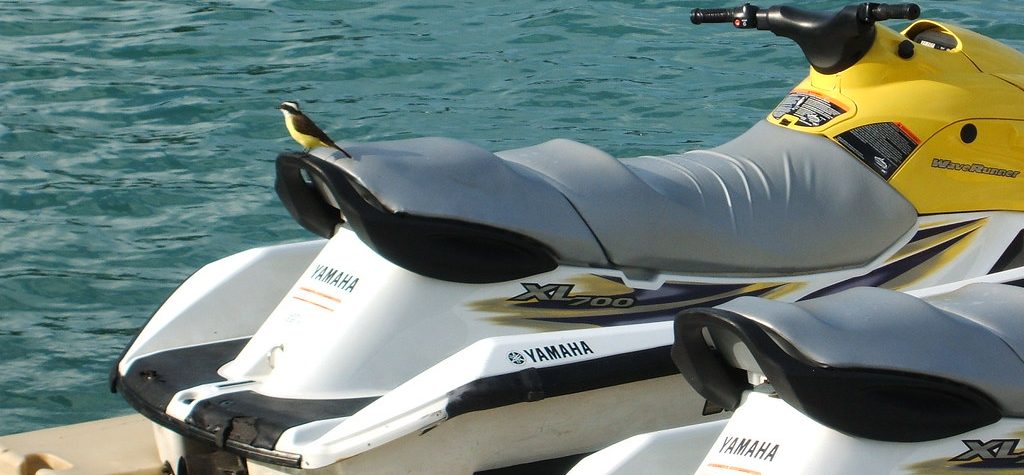 Jet Skis in the Caribbean with a bird in the driver's seat.