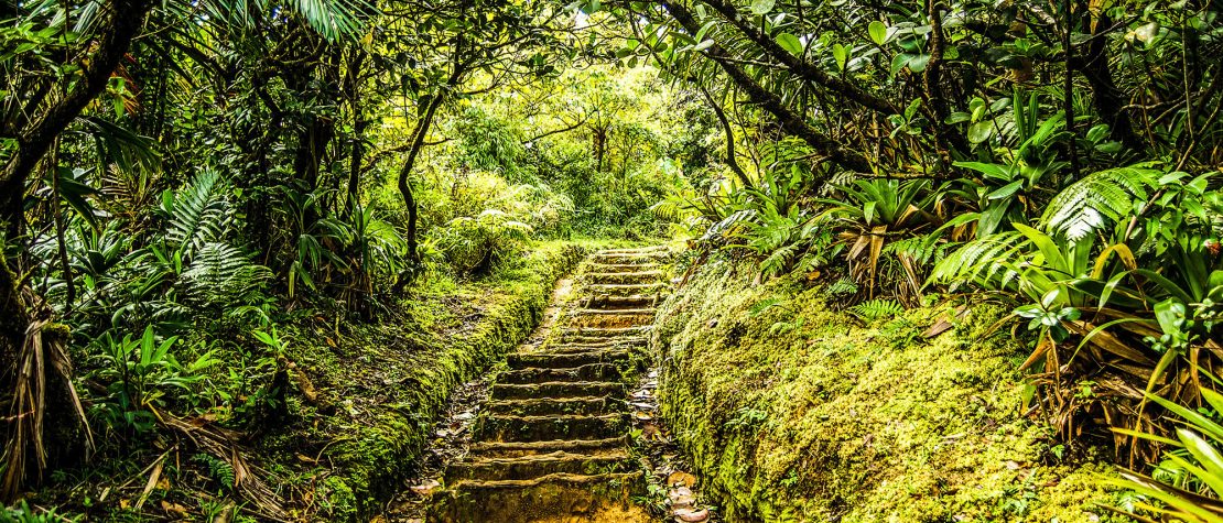 stairway in greenery in forest in Dominica