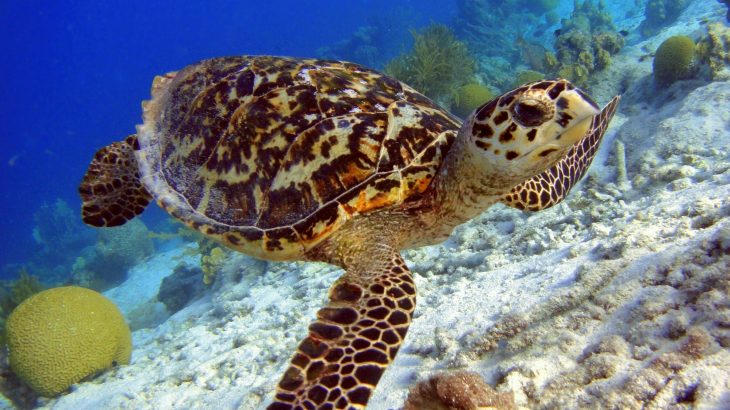 hawksbill-turtle-sightings-champagne-reef-dominica