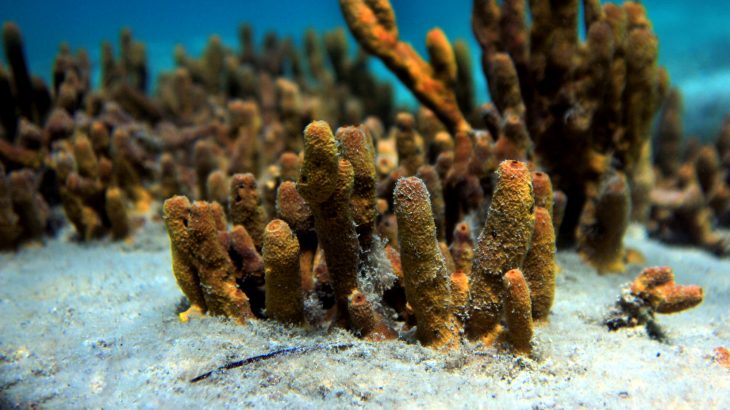 champagne-reef-diving-dominica