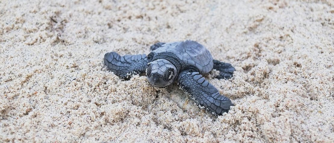 Olive Ridley hatchling in sand on beach