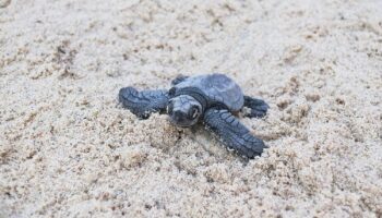 Olive Ridley hatchling in sand on beach