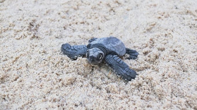 Olive Ridley hatchling in sand on beach