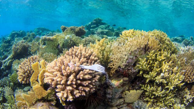 15 Horrific Facts About Plastic Pollution in the Ocean