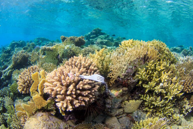 scary-facts-plastic-pollution-single-use-plastic-fork-in-reef