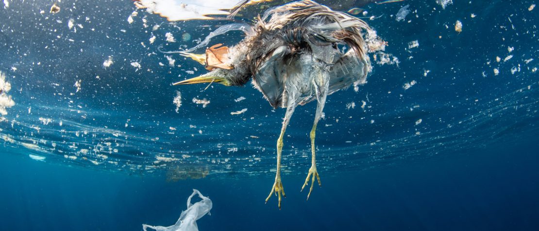 scary-facts-plastic-pollution-dead-bird-plastic-floating-ocean