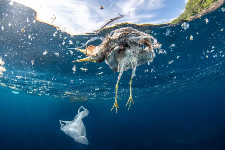 scary-facts-plastic-pollution-dead-bird-plastic-floating-ocean