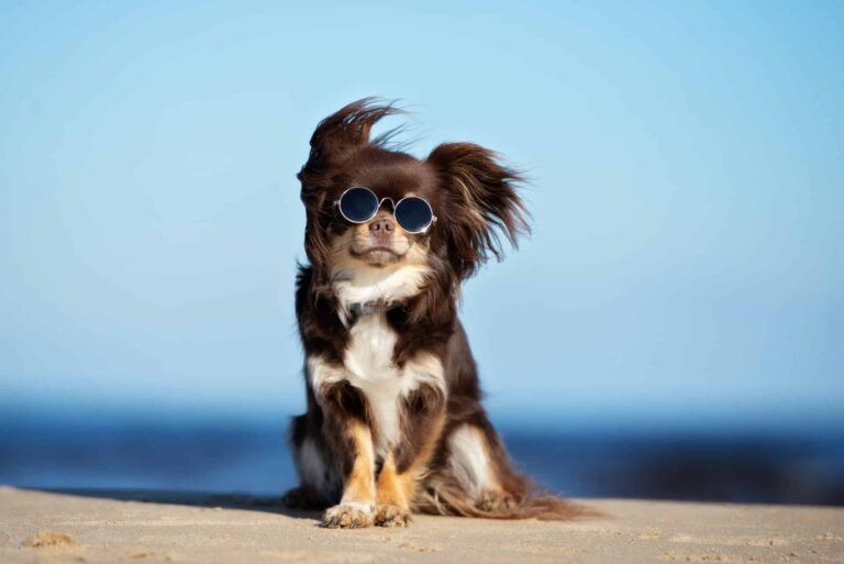 chihuahua-wearing-sunglasses-dog-beaches-in-florida